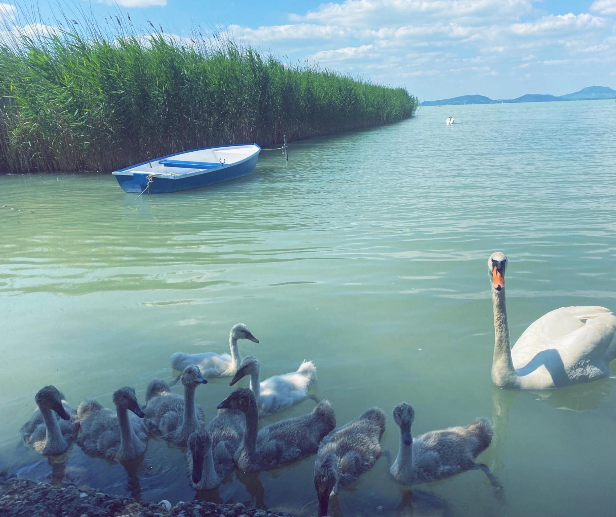 Balaton A Kertben - Balaton In The Garden - Beachfront Houses With Beautiful View, Private Beach Balatonfenyves Bagian luar foto